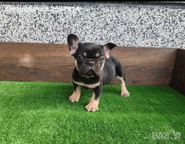 Френски булдог 