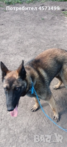 Белгийски овчарки Малиноа, снимка 3 - Белгийска овчарка - 53582487