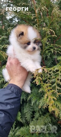 Померан, снимка 6 - Померан - 35756651