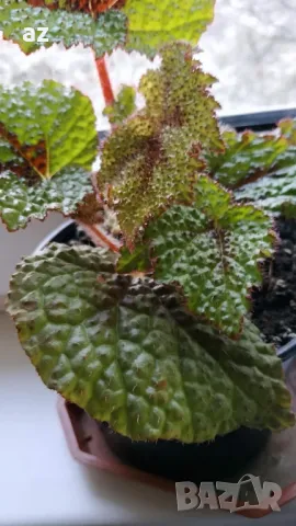 Продавам цветя Бегония Рекс