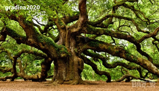 Дъб - Обикновен