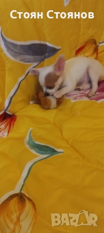 Чихуахуа, снимка 3 - Чихуахуа - 53842878