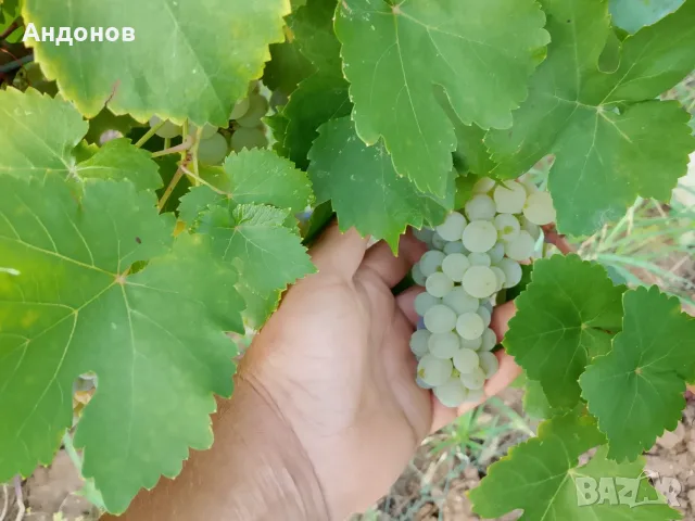 Грозде Мускат Отонел, снимка 2 - Домашни продукти - 55772763