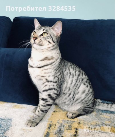 Египетско мау/ Egyptian Mau, снимка 1