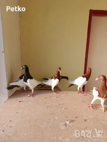 Млади датски , снимка 4 - Гълъби - 47875134