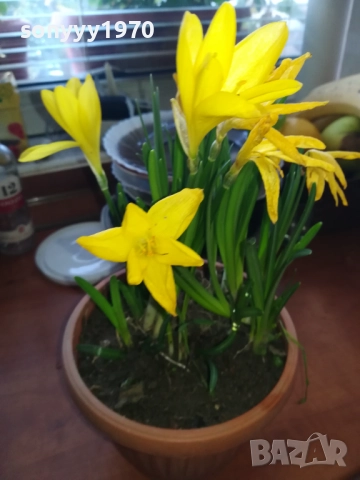 ЦВЕТЯ В САКСИЯ 1910251229, снимка 3 - Градински цветя и растения - 52105462