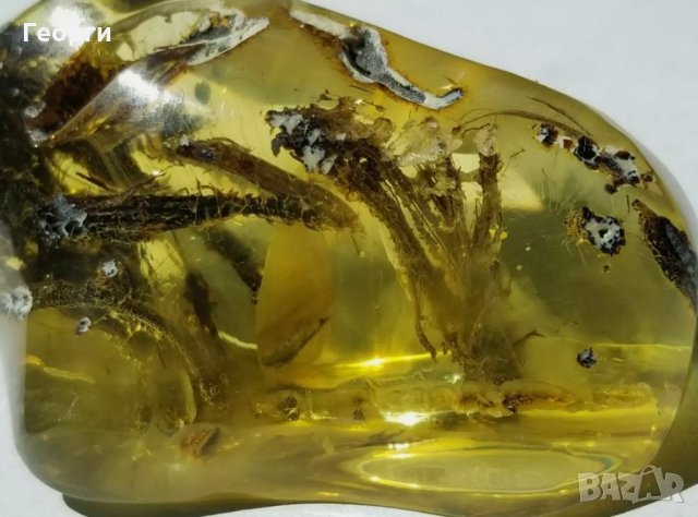 Уникално парче Балтийски кехлибар с отлично съхранени фосили, снимка 7 - Други ценни предмети - 34014656