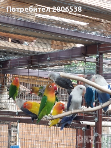 Неразделки 