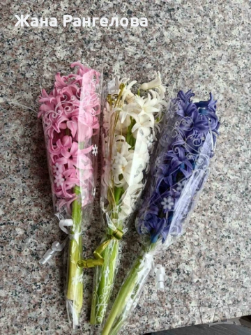 Продавам букети зюмбюл  ,три цвята , снимка 3 - Градински цветя и растения - 53648377