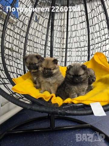 Померан, снимка 4 - Померан - 53323388