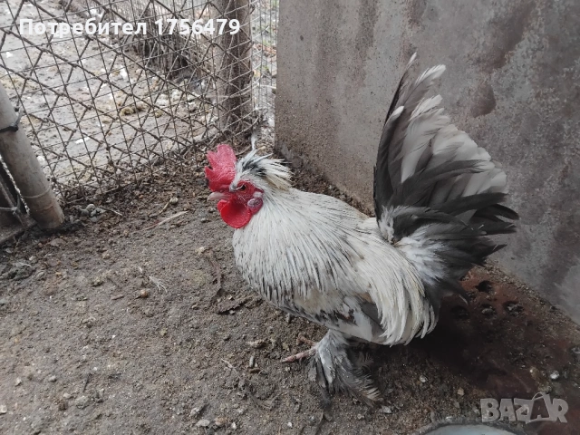 Бреговски петлета , снимка 2 - Кокошки и пуйки - 53218197