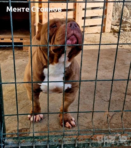 Американско були покет , снимка 3 - Питбул - 53404555