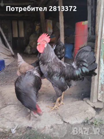  Петел Черен Легхорн Leghorn, снимка 7 - други­ - 55251872
