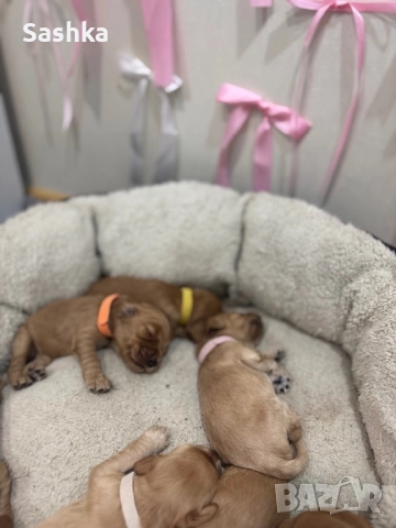 Английски кокер шпаньол, снимка 4 - Кокер шпаньол - 52356311