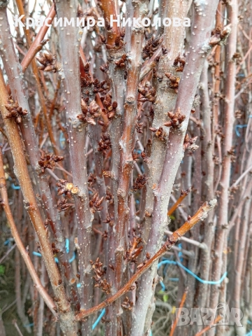 Продавам овощен посадъчен материал, снимка 8 - Разсади - 52362615