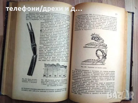 Зоология: Анатомия и систематика на безгръбначните животни, снимка 6 - Антикварни и старинни предмети - 56138172