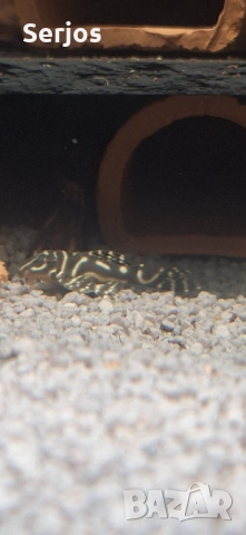 Анциструси , снимка 3 - Други животни - 52316489