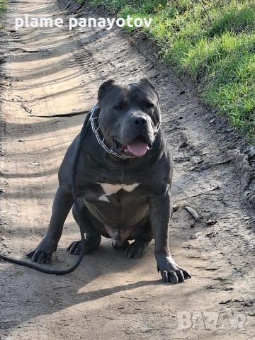 Американско були ХЛ мъжко  за разплод 