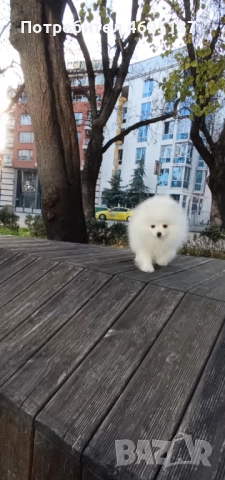 Померан момче