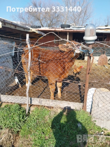 Продавам юница лимузин , снимка 7 - Крави - 53868380