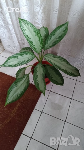 Бенджамин, Хлорофитум, Бегония, Женшен, Фикус , снимка 6 - Стайни растения - 41867611