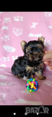 Мини Йоркширски териер момче