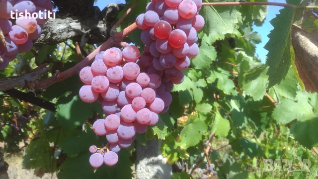 Продавам грозде, снимка 2 - Домашни продукти - 56149401