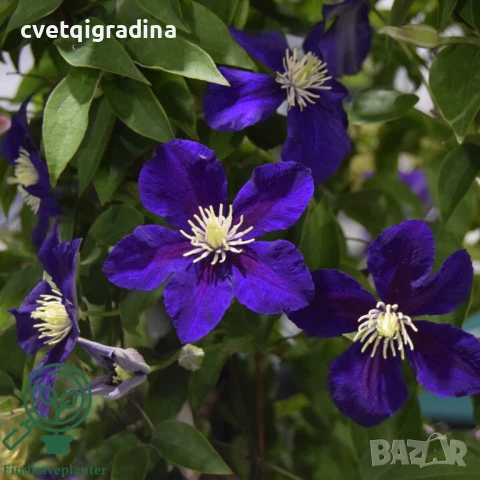 Clematis ‘Neonka’(Клематис Неонка)