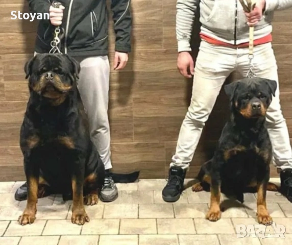 Продавам мъжки ротвайлер , снимка 6 - Ротвайлер - 53676449