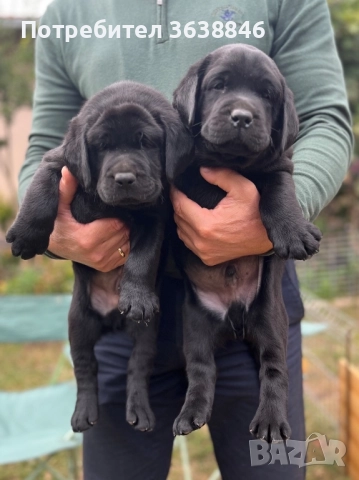 Лабрадор ретривър, снимка 4 - Лабрадор ретривър - 50688349