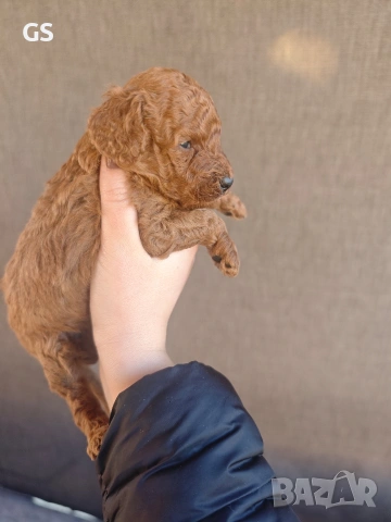 Пудел Той apricot , снимка 3 - Пудели - 53787642