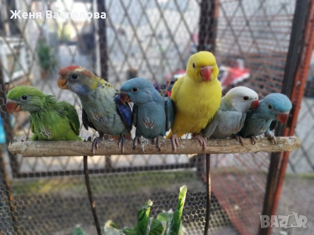 Малък александър, снимка 8 - Други - 34363436