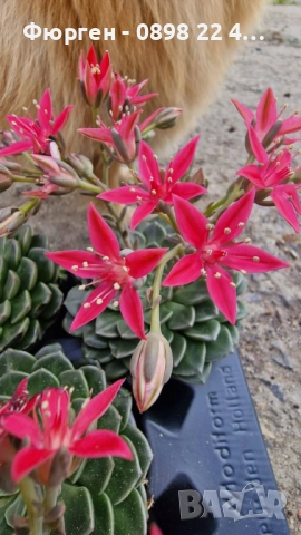 Ехеверия „Испанска звезда“ – сукулент с яркорозови цветове, снимка 3 - Разсади - 52688504