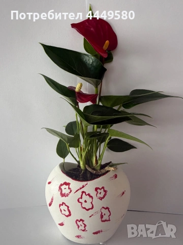 Продавам Антуриум, снимка 2 - Стайни растения - 53827047