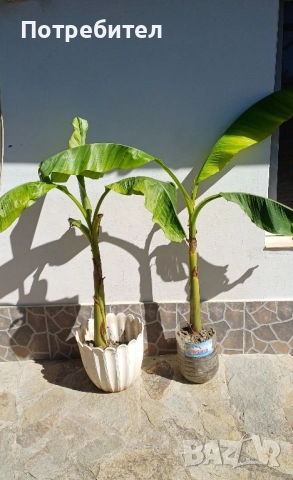 Бананови палми 