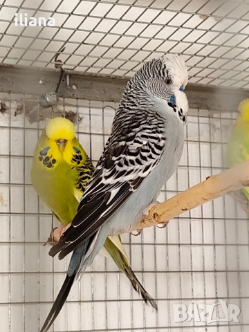 продавам различни видове папагали, снимка 5 - Папагали - 52450832