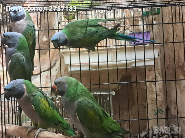 продавам папагали китаиски александар 3 женски 2023 г