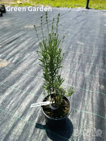 Лавандула, снимка 2 - Градински цветя и растения - 50714325