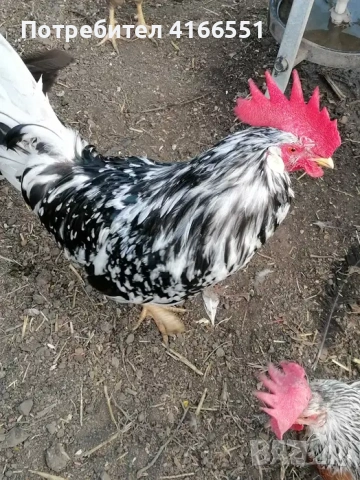 Петли Легхорн Бял, Сребърна Италянка и Ексченджрр, снимка 4 - Кокошки и пуйки - 53125728