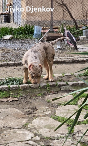 Американско були / American bully XL , снимка 2 - Други - 52453803