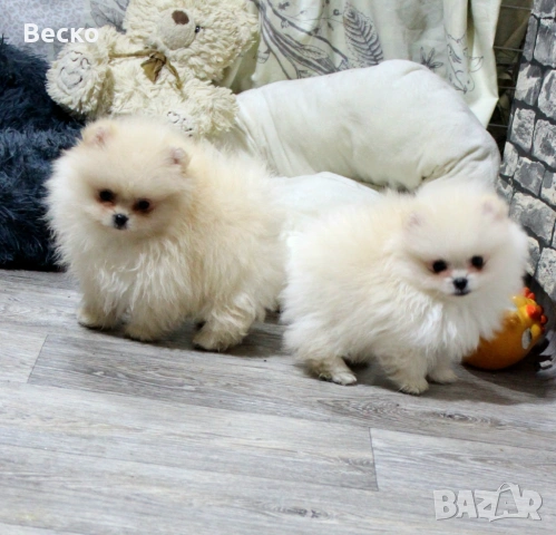Померан мини мъжки , снимка 9 - Померан - 53768383