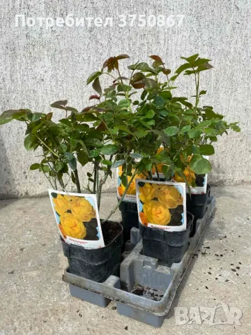 🌹 РОЗА 🌹 MICHELANGELO ® Meitelov 🌹, снимка 8 - Градински цветя и растения - 49671901