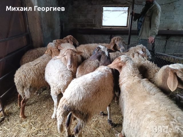Продавам овце , снимка 2 - Овце - 52341366