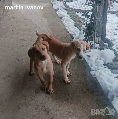 Малки кучета, снимка 7 - Лабрадор ретривър - 53608902