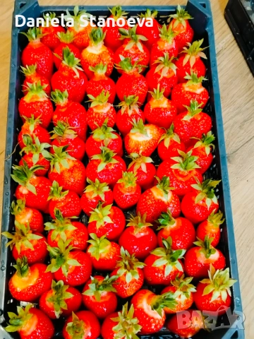 РАЗСАД ЯГОДИ , снимка 4 - Разсади - 53384500