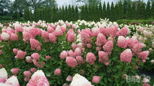 Хортензии за слънце, снимка 3 - Градински цветя и растения - 51461220