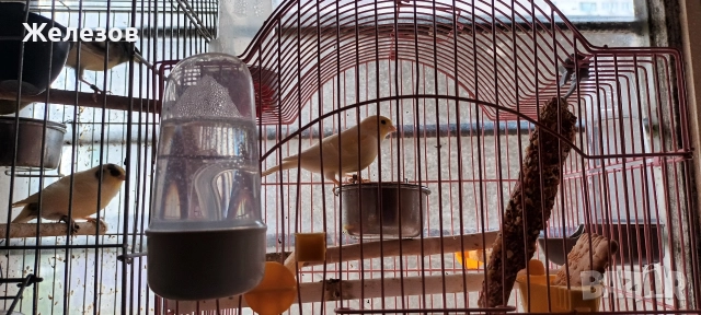 Канари Орфей , снимка 3 - Канари - 52203747