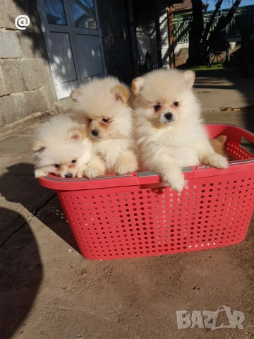 Померан померани Гр. София, снимка 6 - Померан - 53620029