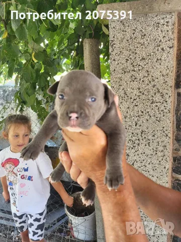 Американско були покет  American bully , снимка 3 - Питбул - 55752145