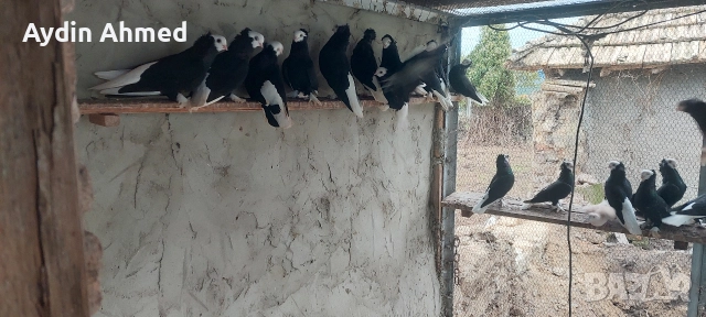 Гълабите са работещи